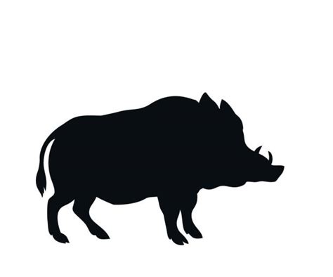 Wild Boar Illustrations Royalty Free Vector Graphics And Clip Art Istock