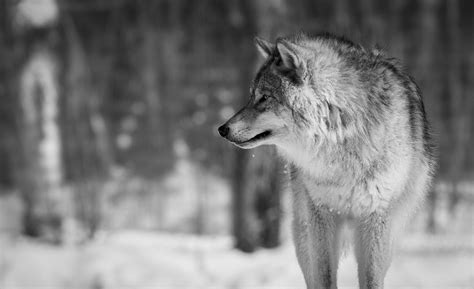 Wolf Wallpaper Fondos De Pantalla De Lobos 4k Lobo Colmillos Furioso