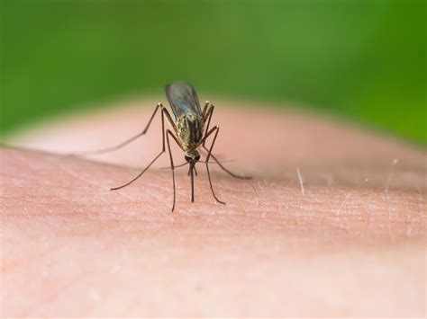 Mosquitoes How To Avoid Getting “bitten” Garden And Greenhouse
