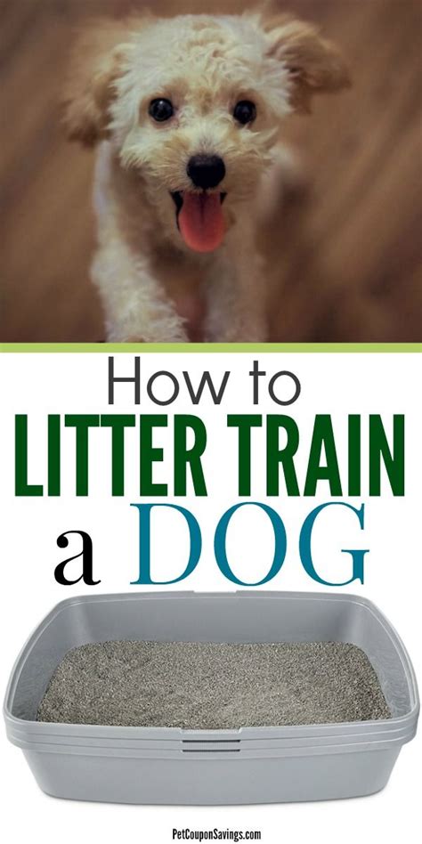 One of the big issues involves raising a normal puppy when during. Did you know you can litter train a dog? Pet owners who ...