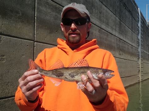 Old hickory lake guide service fishing report. Old Hickory Fishing Report