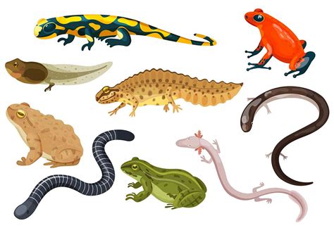List Of Amphibians With Pictures Facts Examples Of Am - vrogue.co