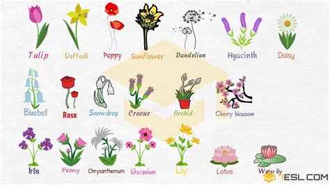 What Are The Five Types Of Flower