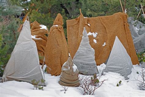 The two most important factors in grass germination are water and soil temperatures. Burlap Plant Protection - Tips On Covering Plants With Burlap