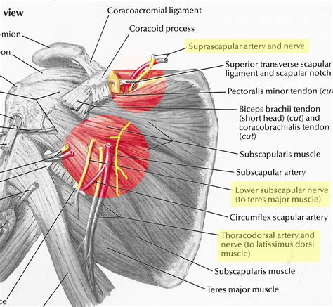 Encyclopedia of human body systems / julie mcdowell. Subscapular-and-Suprascapular-nerves-from-Neter-pl-401 ...