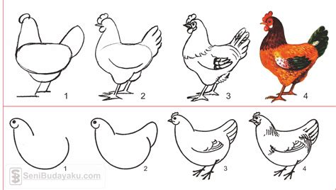 Cara Menggambar Ayam Yang Mudah 50 Koleksi Gambar