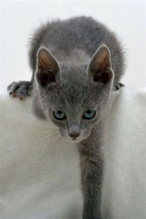 Beautiful Grey Cat With Blue Eyes Gray Cat Grey Cats Kittens Cutest