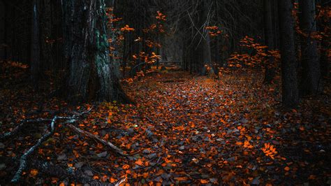 Autumn Forest Dark Wallpapers Wallpaper Cave