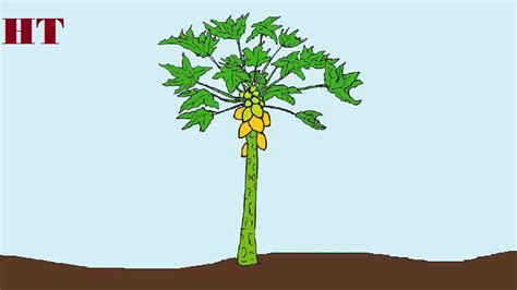 It's simple!simply subscribe us for more drawing tutorial. How to draw a papaya tree step by step