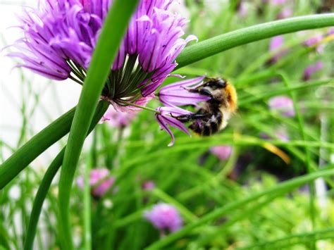Maybe you would like to learn more about one of these? Kelli's Northern Ireland Garden: Lots of sunshine, bees ...