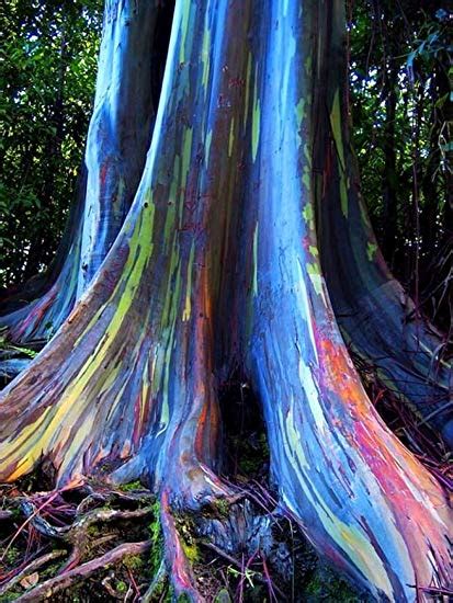 Rainbow Eucalyptus The Most Beautiful Tree In The World