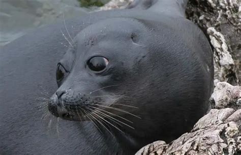Wildlife Of The Biggest Lake In The World - Baikal In Siberia – 10