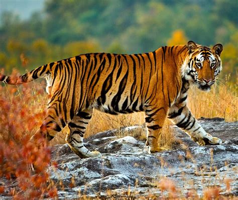 Tiger Walk Bing Wallpaper Download