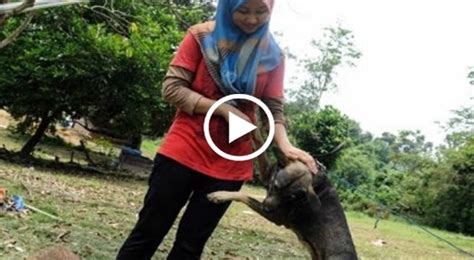 We did not find results for: 'Pergi Cari Rumah Lain, Bawa Anjing, Kucing Kau Dari Sini...'