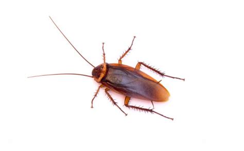 How To Prevent Common Cockroaches In Dallas Homes