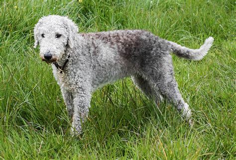 10 Curly Haired Dog Breeds Lovely Life