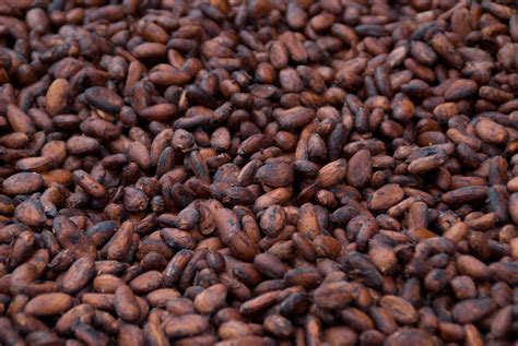 Superhealth Benefits Of Cocoa Beans Must See