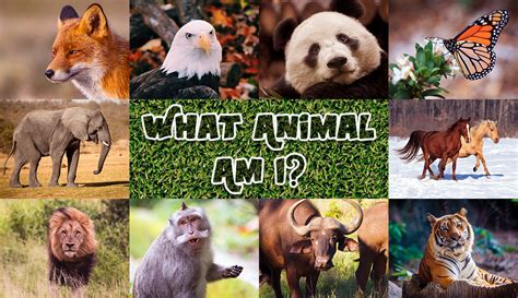 What Animal Are You Quiz Buzzfeed