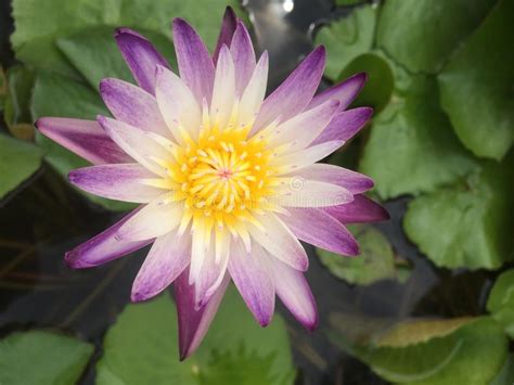 Top View Of Purple Waterlily Or Lotus With Green Leaves Stock Photo
