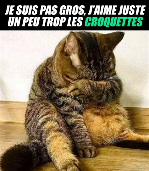 Je Suis Pas Gros Image Drole Animaux Humour Animaux Blague Animaux