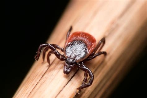 Tick Borne Diseases On The Rise In Michigan Elsewhere In Us Cdc