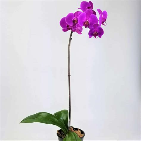 6 Orchid Single Stem Wholesale Bulk Flowers Cascade Floral