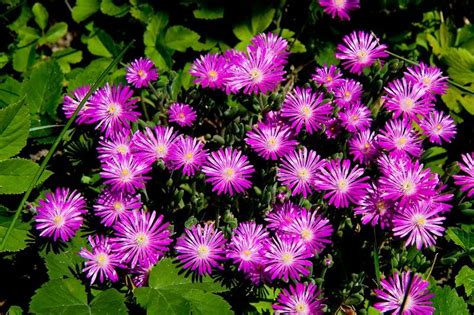 Denn dieses datum feiern die usa als nationalen tag der farbe pink (engl. Die Farbe Pink :) Foto & Bild | pflanzen, pilze & flechten ...