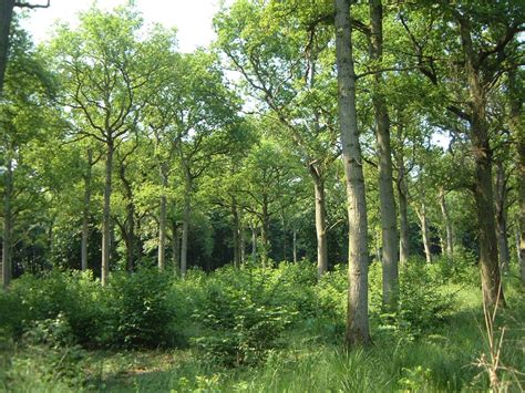 Coppice Woodland Case Study, by Nicholsons