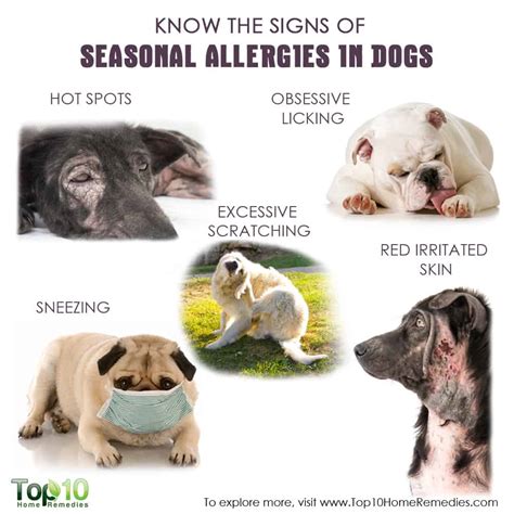 Know The Signs Of Seasonal Allergies In Dogs Top 10 Home