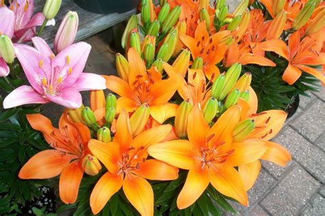 Flower deliveries to springfield, missouri. Our Plants - 16 Acres Garden Center