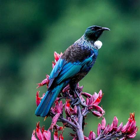 Capturing The Glorious Colour Of The New Zealand Tui Nzbirds Photo By
