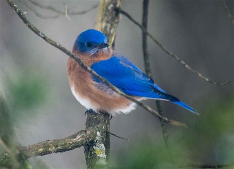 Eastern Bluebird Birdwatching