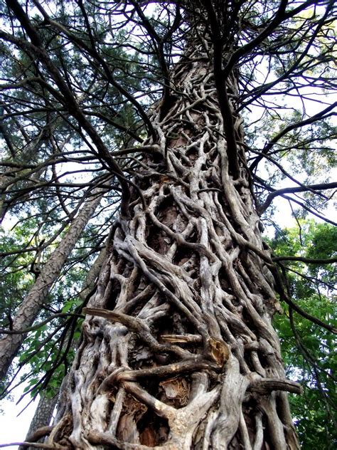 Growing Up A Treerare Roots Pinterest Roots Tree