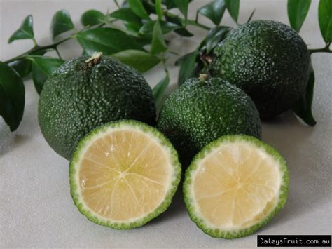 Choose from orange (winter, summer, pink), lemon, lime, pomelo, tangelo, mandarin, lemonade and grapefruit. Australian Round Lime - Citrus australis