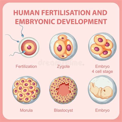 Fertilización Humana Desarrollo Embrionario En Infografía Humana