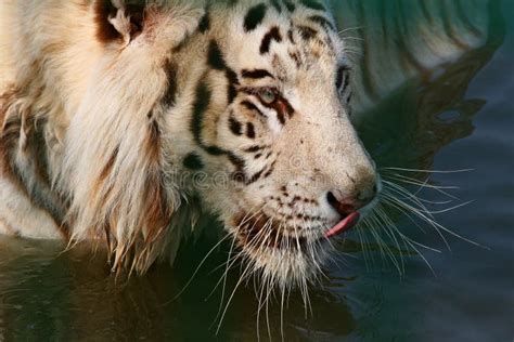 White Tiger Drinking Water Stock Photo Image Of Large 30102302