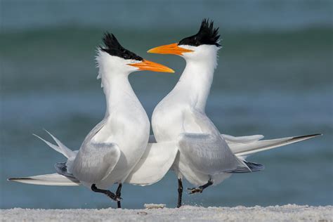 Saving Marylands Iconic Beach Birds Audubon Maryland Dc