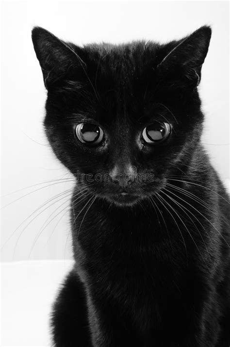 Cute Black Cat With Large Eyes Stock Image Image Of Black Kitten 95206075