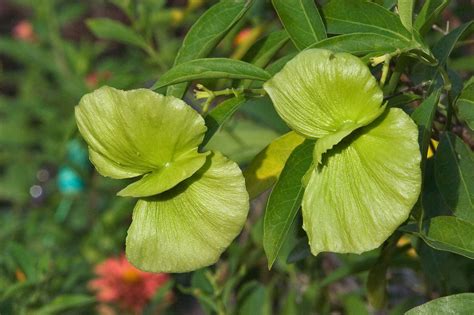 Also called yellow orchid vine and brazilian golden vine. Mascagnia Macroptera yellow butterfly vine Gallinita ...