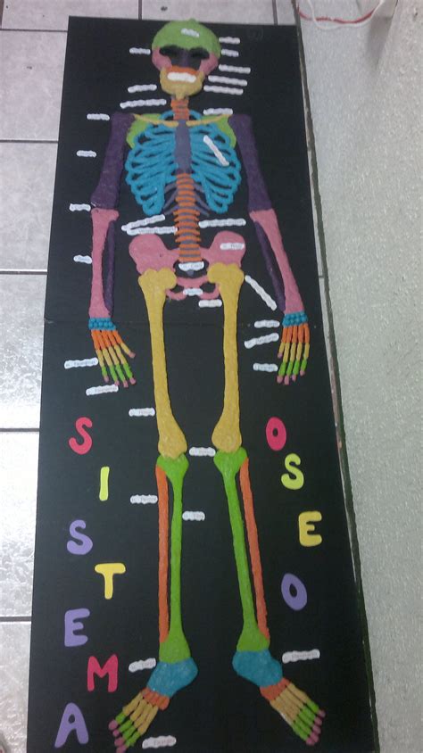 Sistema Oseo Equipo 19 Y 20 Sistema Oseo Maqueta Cuerpo Humano