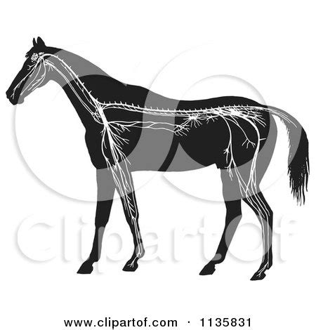 An original vintage human anatomy dissection bookplate print from 1908 featuring the internal organs of the human body. Clipart Of A Retro Vintage Horse Anatomy Of The Nervous ...