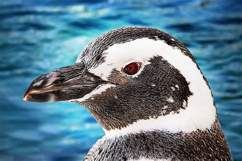 Our Penguins June Keyes Penguin Habitat Aquarium Of The Pacific
