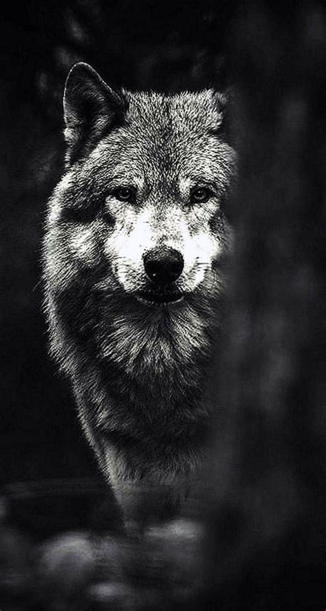Animal Black Wolfs Hd Mobile Wallpapers Wallpaper Cave