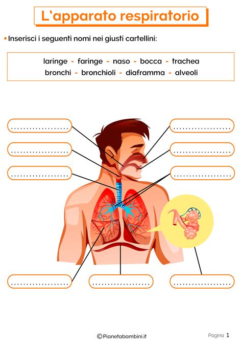 Lapparato Respiratorio Schede Didattiche Per La Scuola Primaria