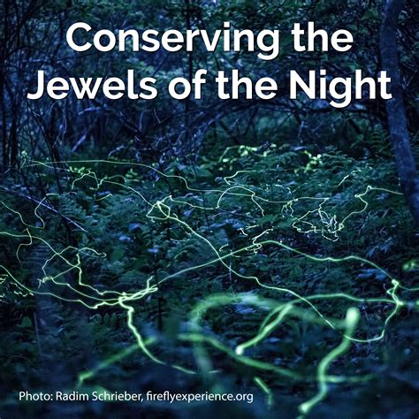 Firefly Conservation Conserving The Jewels Of The Night Xerces Society