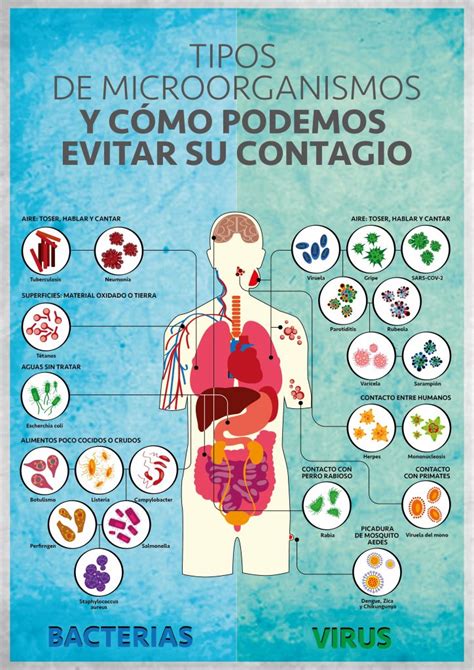 Conoce los tipos de microorganismos que existen y cómo podemos evitar su contagio Parte