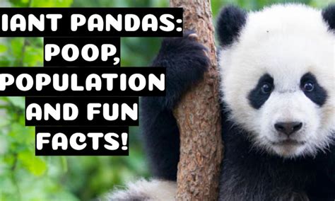 Giant Panda Poop Population And Fun Facts Small Online Class For