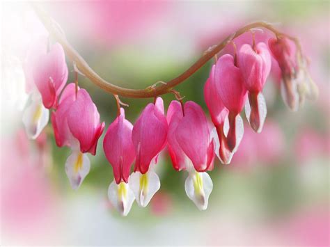 Your hearts flowers stock images are ready. Hearts And Flowers Wallpapers - Wallpaper Cave