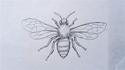 How To Draw A Honey Bee Drawing For Beginners Step By Step Youtube