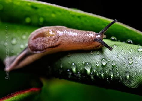 Proses pernapasan pada ikan yaitu pada saat membuka mulut, air masuk kerongga mulut sementara tutup insang menutup. DUNIA SAINS DAN TEKNOLOGI: CIRI-CIRI BENDA HIDUP